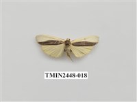 藏品(雙分苔蛾)的圖片